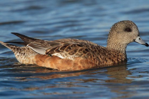 Duck sviyaz Duck sviyaz